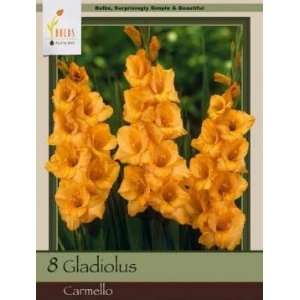  Honeyman Farms Gladiolus Carmello Pack of 8 Bulbs Patio 