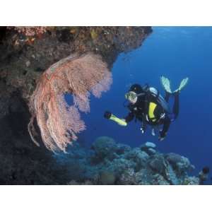  Diver Examines Coral Reef, Great Barrier Reef, Australia 