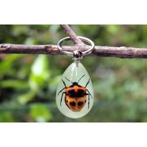 Real Amber Insect Keychain Jewelry Leaf Bug (Glow in the 