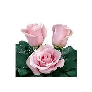 150 Stems of Pink Roses (Titanic): Grocery & Gourmet Food