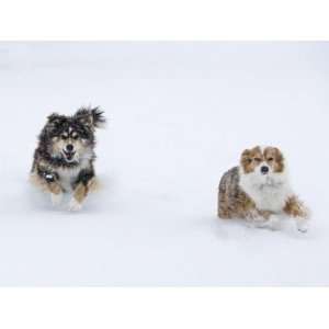  Female Red Merle and Red Tricolor Australian Shepherd Dogs 