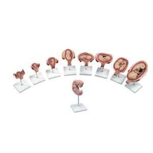  Deluxe 3B Scientificâ¢ Pregnancy Series, 9 Models 