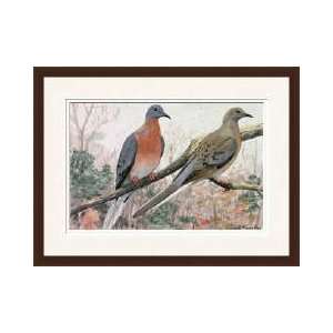  Passenger Pigeons Framed Giclee Print