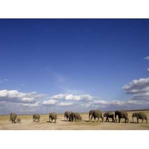  A Herd of African Elephants Under a Blue Sky (Loxodonta 