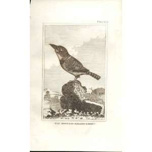  The Spotted Bellied Barbet 1812 Buffon Birds Plate 165 