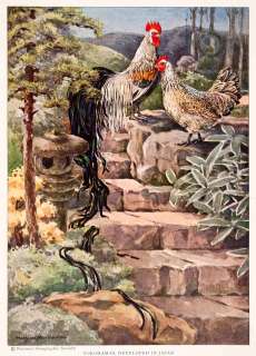 1927 Color Print Japan Yokohama Rooster Bird Ornithology Hashime 
