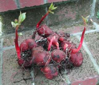 Rare, endangered Impatiens flanaganae   Makes big tubers  