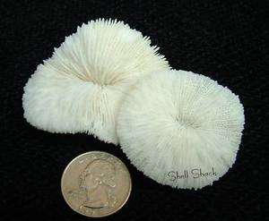   SHELLS   6 Tiny White Mushroom Coral 1 1/4 1 1/2   FREE ship!  