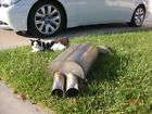 1997 2002) BMW E39 540i 540 DINAN MUFFLER EXHAUST OEM