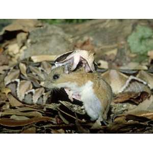  West African Gaboon Viper, Devouring a Mouse 