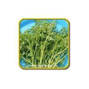  Curled Cress   Herb Seeds   Jumbo Seed Packet (2000 