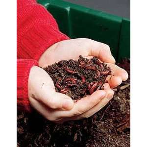  Red Wiggler Worms Patio, Lawn & Garden