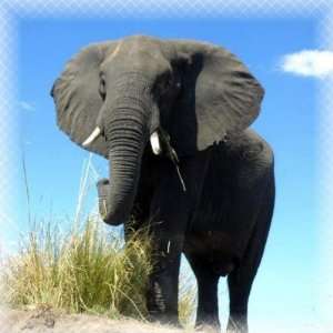  African Elephant Sticker: Arts, Crafts & Sewing