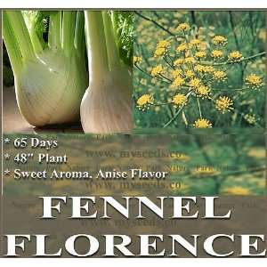  1 oz (4,000+) FENNEL FLORENCE HERB SEEDS ~ ANISE FLAVOR 
