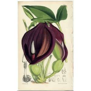  Antique 1875 Curtis Botanical Print   Typhonium Brownii 