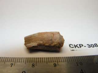 All fossil images are propertyof CKPreparations. Owner of the fossil 