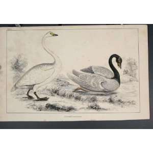  Bird Birds Duck Ducks Colour Antique Print C1860 Art