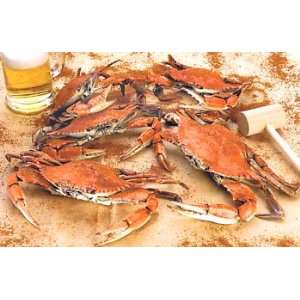 The Crab Place Female Maryland Hard Crabs (Live), 1 Dozen