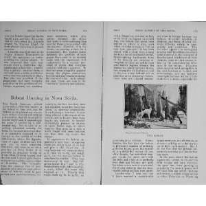   1910 Antique Print Bobcat Hunting Nova Scotia Hounds: Home & Kitchen