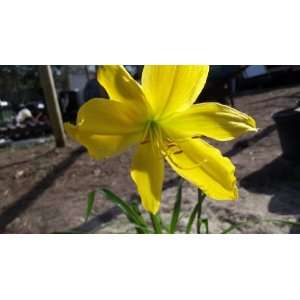  Daylily Various Colors Live Plant Ground Cover 8 Tall 1 