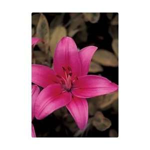  Lily   Asiatic   Cote d Azur Fall Flower Bulb   Pack of 