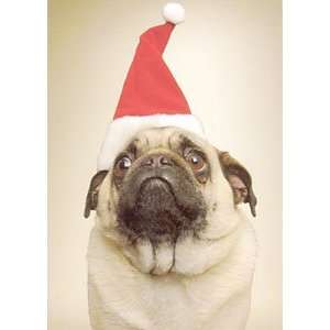  Pug In Santa Hat Christmas Cards   Box of 10: Everything 