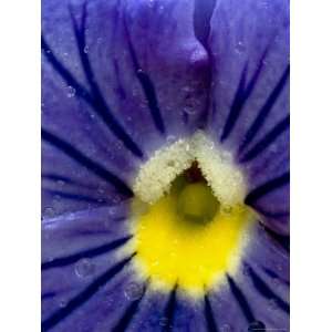 Close View of the Yellow Center of a Blue Petunia, Groton, Connecticut 