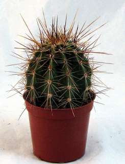 Saguaro Cactus   Carnegiea gigantea   2.25 Pot   Easy  