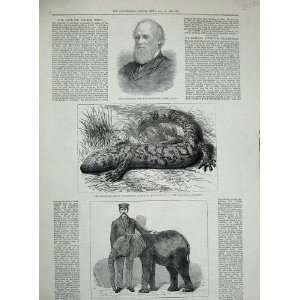   1882 George Grey Lizard Mexico Jingo Elephant Animals