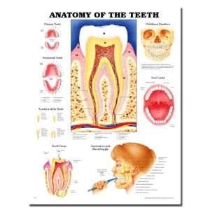 Anatomy Of The Teeth 3D Raised Relief Chart: Health 