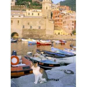  Cat by Harbour, Village of Vernazza, Cinque Terre, Unesco 
