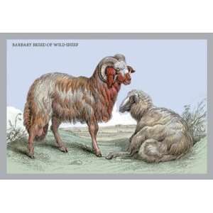  Barbary Breed of Wild Sheep 28x42 Giclee on Canvas: Home 