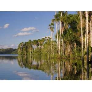  Lake Sandoval and Aguaje Palms, Tambopata National Reserve 