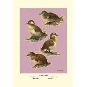    Vintage Art Four Downy Young Ducks   08889 3