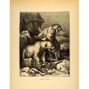 1885 Lithograph Polar Bear Arctic Wild Animals Ursidae Family Habitat 