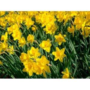  Yellow Daffodils, Elmira College, New York, USA 