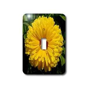  Bud   flower, asteraceae, birth flower, calendula, flowers, marigold 