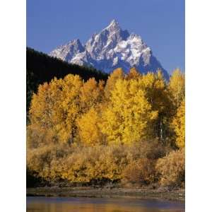 Aspens with Golden Foliage Stand in Front of Grand Teton Photographic 