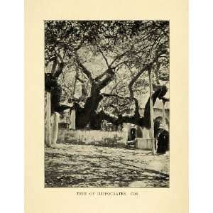  1907 Print Medicinal Tree Hippocrates Cos Kos Greece 