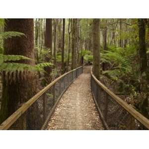Tall Trees Walk, Mount Field National Park, Tasmania, Australia 