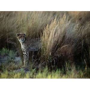  Tall Grasses Provide Coverage for African Cheetahs 