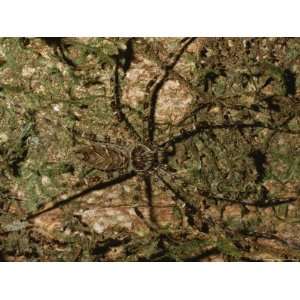 Well Camouflaged Large Huntsman Spider, Heteropoda Species Stretched 