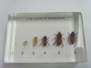 Life Cycle of Honey Bee (Apis mellifera) Specimen  