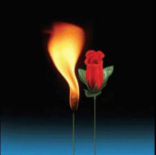   ROSE Fire Stage Magic Trick Flower Flaming Hot Appearing Prop Magician