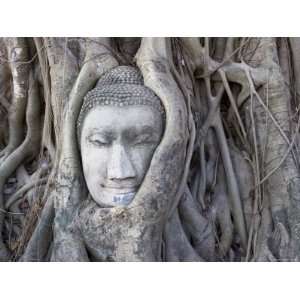 Buddha Head, Wat Phra Mahathat, Ayutthaya, Thailand Premium 