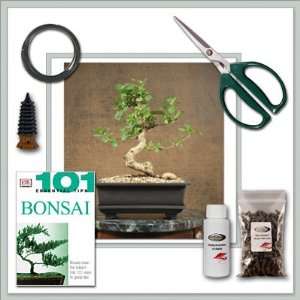   Joebonsai Fukien Tea Bonsai l Do it yourself kit Patio, Lawn & Garden