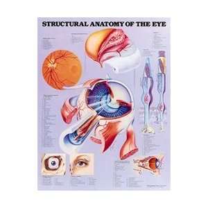 Structural Anatomy of the Eye Anatomical Chart   Paper:  