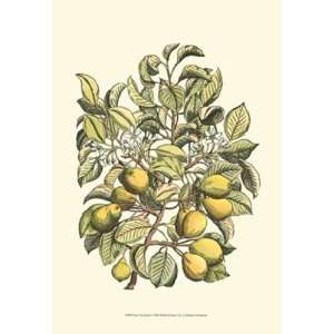  Pear Tree Branch by Duhamel De Monceau 13x19 Kitchen 