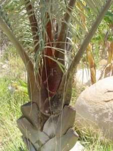 Dypsis decaryi Live Triangle Palm Tree Seedling  
