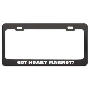 Got Hoary Marmot? Animals Pets Black Metal License Plate Frame Holder 